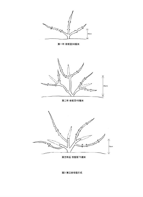 铁线莲的第三类修剪
