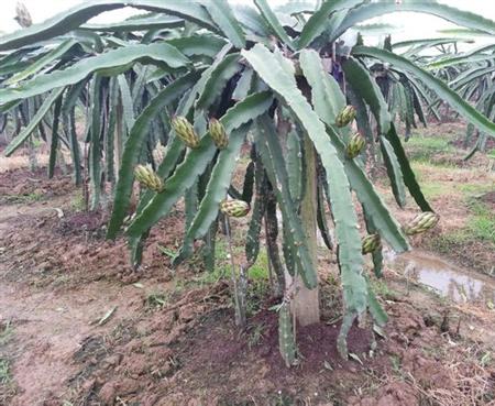 种植火龙果如何浇水好？