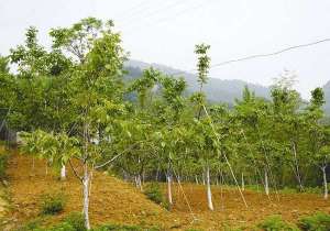 对荒山改造的苗木种类选择和收益类型简析