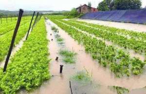 连绵雨季，应该给苗木怎么施用农药？