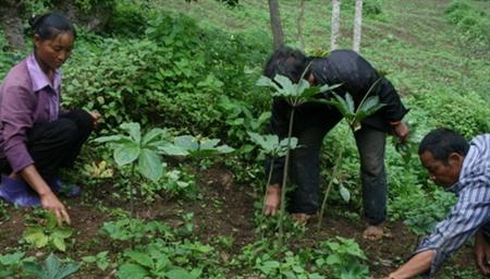 重楼种植后如何管理？