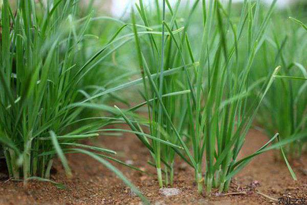 韭菜种植技术要点