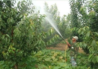 大棚种植樱桃夏季要注意哪些？