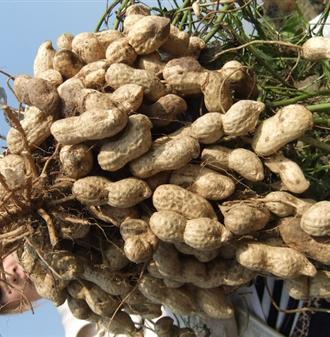 花生种植技术：花生怎么种植能高产？