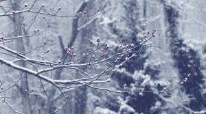 一下降温十几度，教你一个雪后苗木减损办法