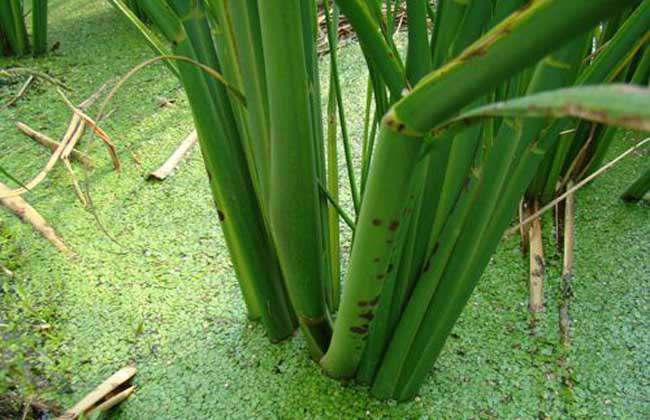 茭白种子价格及种植方法