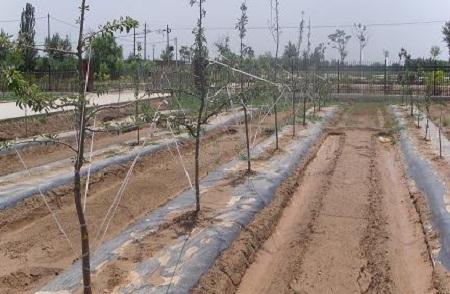 苹果树种植如何浇水和施肥？