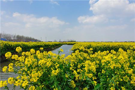 油菜花