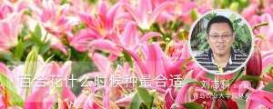 百合花什么时候种最合适