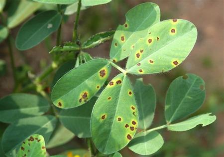 花生种植技术：什么是花生叶斑病？