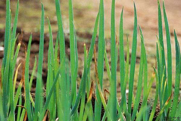 冬季室内大葱种植技术