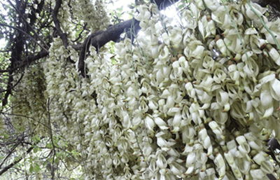 禾雀花