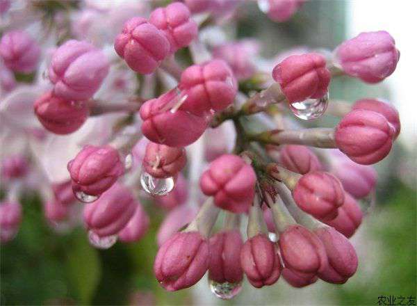 丁香花病虫害防治和栽培技术