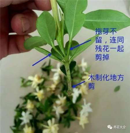 修剪残花