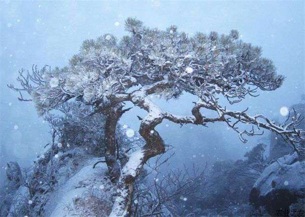 雪松的播种育苗