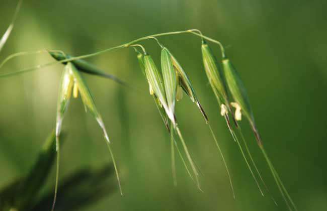 野燕麦是什么植物？