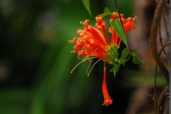 炮仗花的繁殖方法