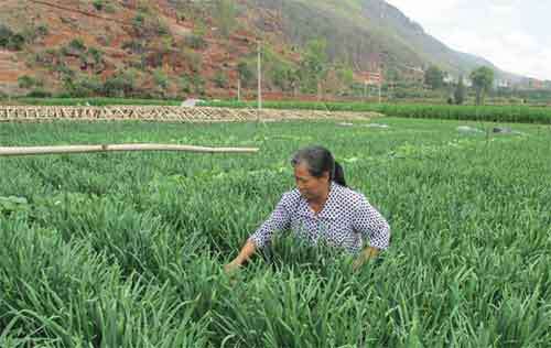 韭菜除草剂常用产品，韭菜除草剂正确应用措施