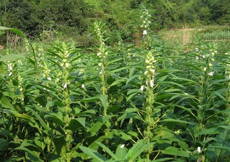 什么时候给芝麻打顶好？