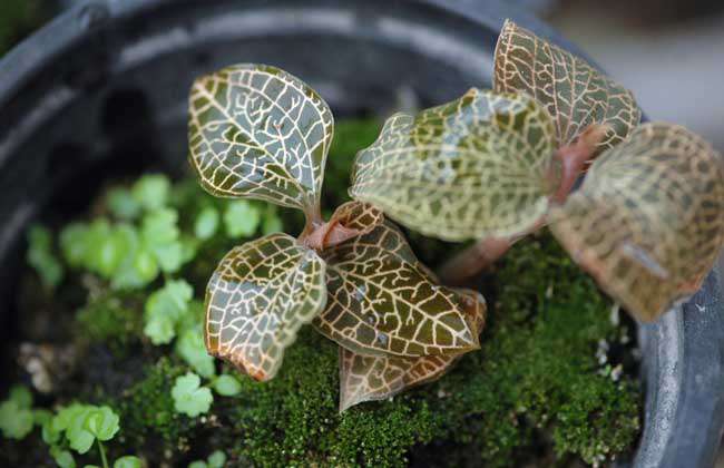 金线莲种子价格及种植方法