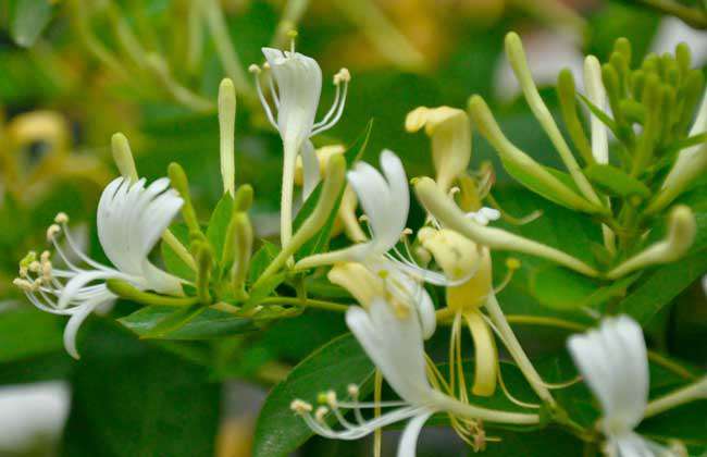 金银花种植条件