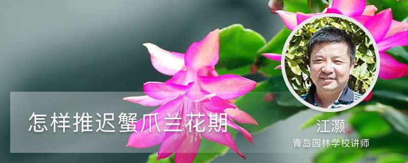 怎样推迟蟹爪兰花期，花期怎么浇水