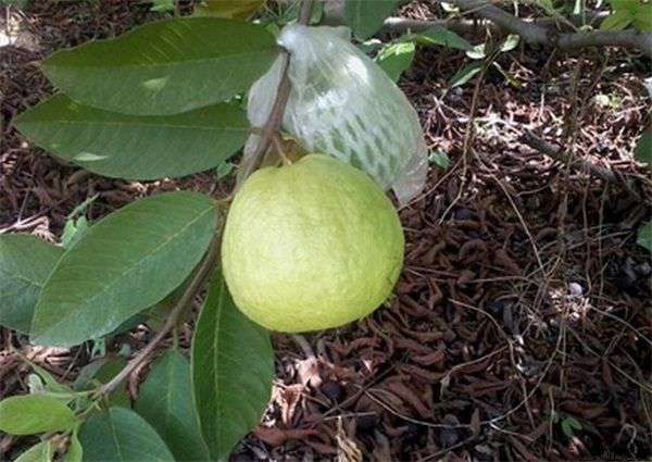 芭乐种植定植后的管理