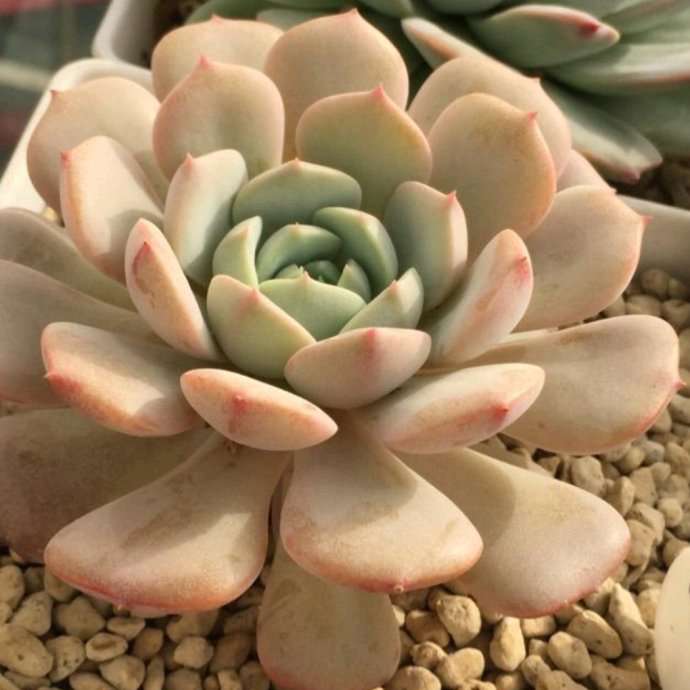 克拉拉 Echeveria clara