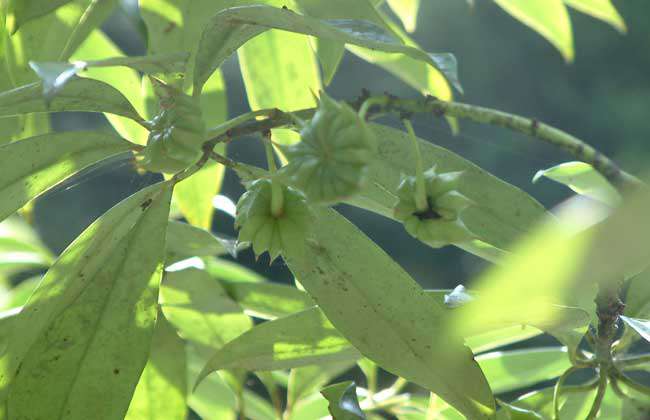 八角茴香树苗价格及种植方法