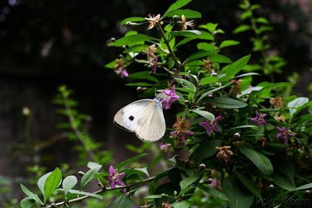 枸杞树如何保花保果？