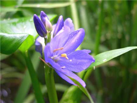 雨久花的花语