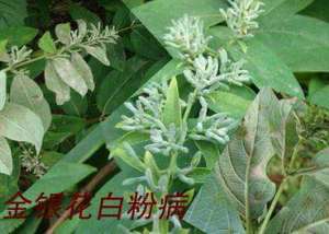 种植金银花需防治哪些病虫害？