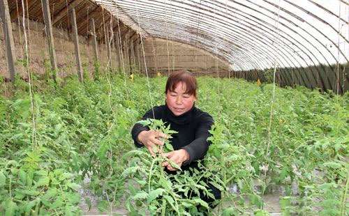 番茄整枝抹芽应该堤防的9个关键点_番茄