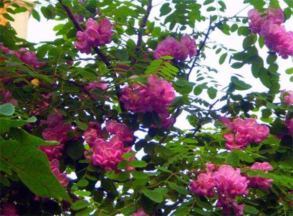 香花槐种植的繁殖方法