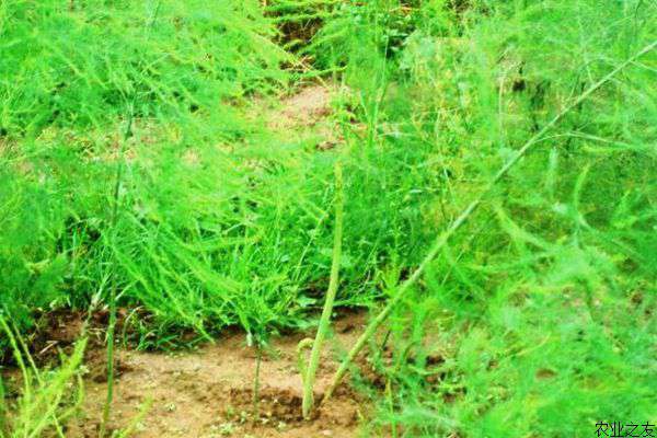 夏季芦笋种植停采期田间管理要点