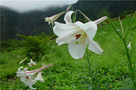 百合花