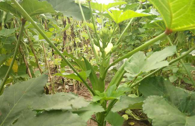 秋葵种子价格及种植方法