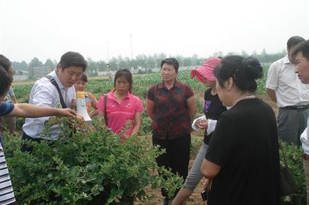 金银花种植技术图片视频