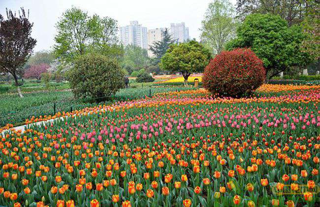 合肥植物园2019春季花展开幕