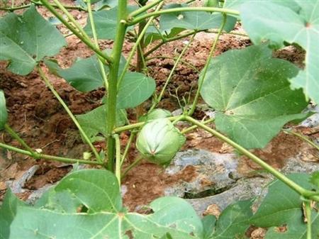 棉花种植技术：7月份棉花主要管理什么？