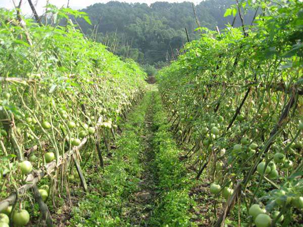 常见蔬菜露天种植时间