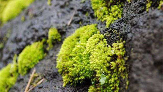 苔藓植物有什么作用