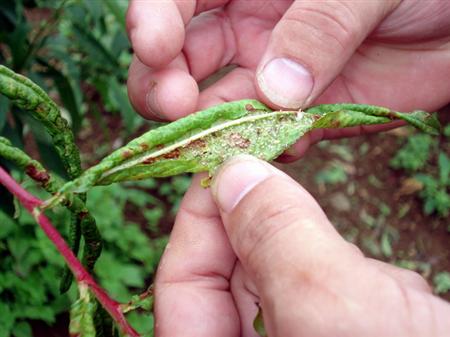 石榴树种植