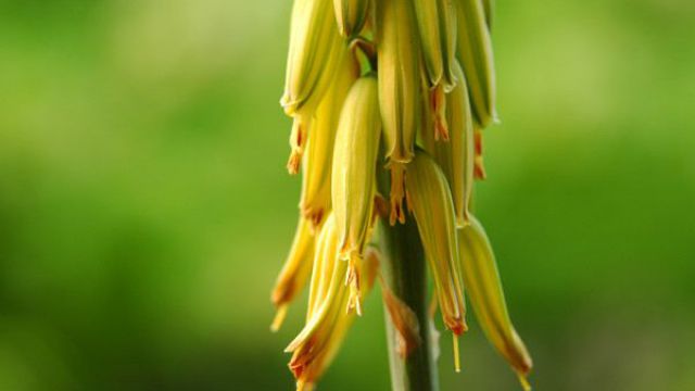 如何促使芦荟提前开花