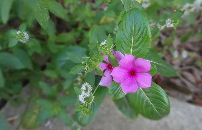 长春花种子怎么种？