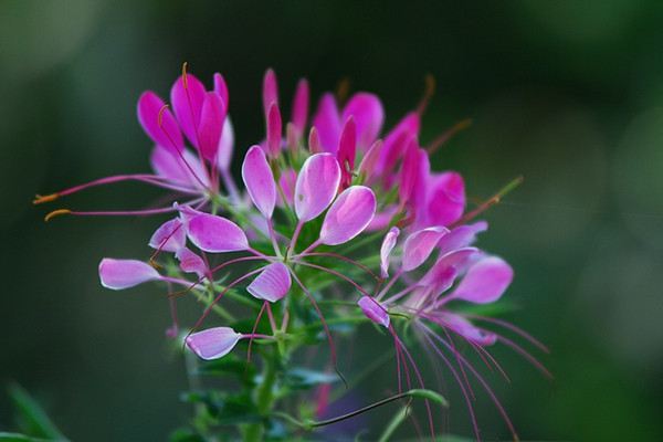 醉蝶花的传说