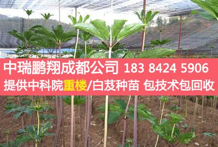 种植重楼需要注意什么？