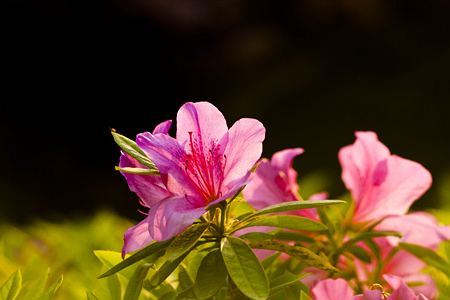 四季杜鹃花