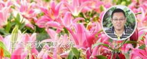 百合花秋天怎么养