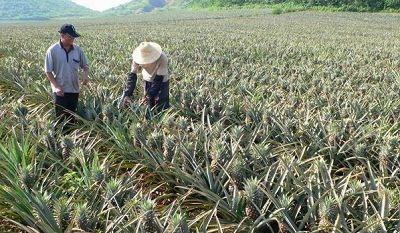 菠萝种植